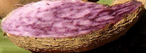 American Purple Yam